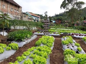 Petik Sayur Seperti di Kebun Sendiri, Ke Sini Saja