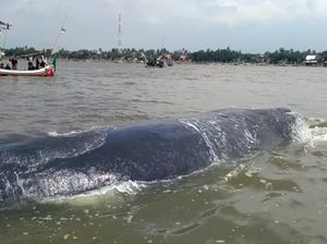 Paus Terdampar di Situbondo Berhasil Dievakuasi ke Tengah Laut