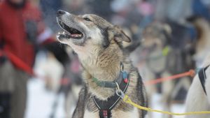 Foto: Balapan Anjing di Alaska yang Dinanti tapi Juga Dikritik