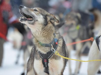 Foto: Balapan Anjing di Alaska yang Dinanti tapi Juga Dikritik