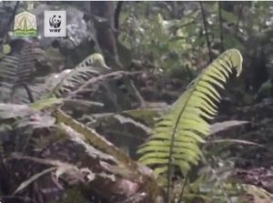 Suka Berkubang, Harimau Sumatera Tertangkap Kamera di Hutan Aceh