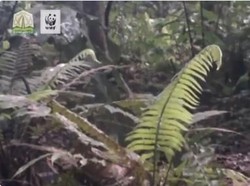 Suka Berkubang, Harimau Sumatera Tertangkap Kamera di Hutan Aceh
