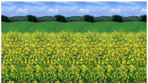 Uji Kemampuan Fokus Mata Lewat Sederet Gambar Stereogram Berikut