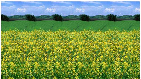 Uji Kemampuan Fokus Mata Lewat Sederet Gambar Stereogram Berikut