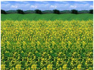 Uji Kemampuan Fokus Mata Lewat Sederet Gambar Stereogram Berikut