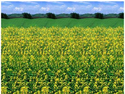 Uji Kemampuan Fokus Mata Lewat Sederet Gambar Stereogram Berikut