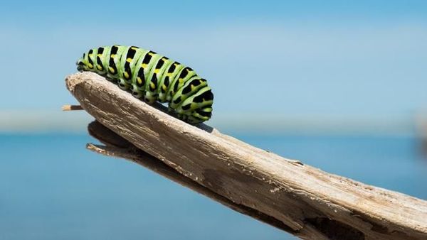 Lebih Dekat dengan Serangga Lewat Potret Macro yang Cantik