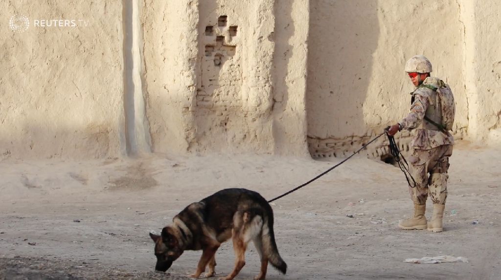 Foto: Nasib Miris Anjing Militer AS yang Diduga Ditelantarkan