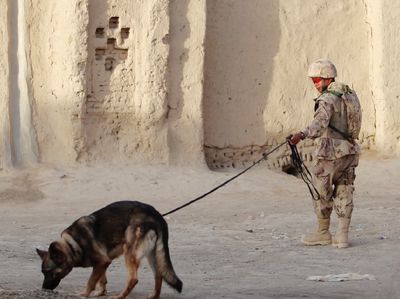 Foto: Nasib Miris Anjing Militer AS yang Diduga Ditelantarkan