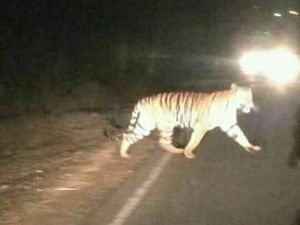 Viral! Heboh Harimau Sumatera Jalan-jalan di Jalan Raya di Jambi