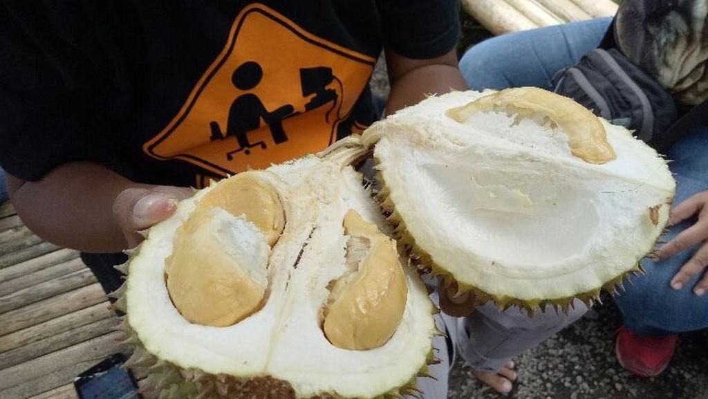 Foto: Weekend di Banyuwangi, Bisa Makan Durian di Bawah Pohon