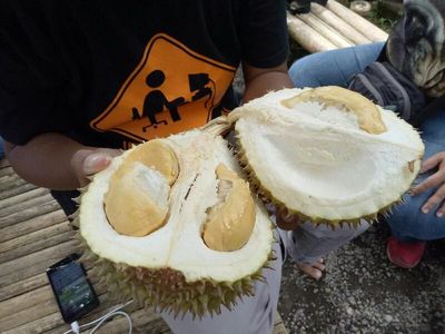 Foto: Weekend di Banyuwangi, Bisa Makan Durian di Bawah Pohon