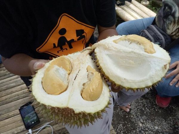 Foto: Weekend di Banyuwangi, Bisa Makan Durian di Bawah Pohon