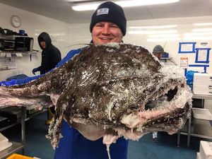 Ikan Monkfish yang Menyeramkan Mulai Dipasarkan Sebagai Seafood Enak dan Terjangkau