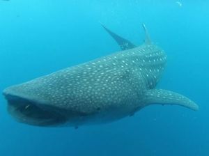 Hiu Paus, Ikan Terbesar Dunia yang Sering Disebut Bodoh