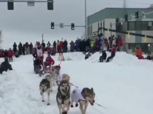 Duh! Sopir Kereta Luncur Anjing Jatuh Saat Balapan di Alaska Duh! Sopir Kereta Luncur Anjing Jatuh Saat Balapan di Alaska