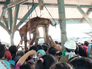 Nasib Sang Datuk Berakhir Digantung di Balai Warga