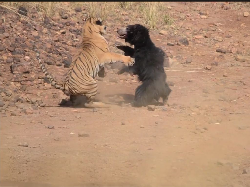 Foto: Sengitnya Pertarungan Induk Beruang dan Harimau Benggala