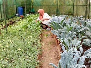 Yuk Berwisata Sambil Belajar Bertani di Kampung Organik Brenjonk