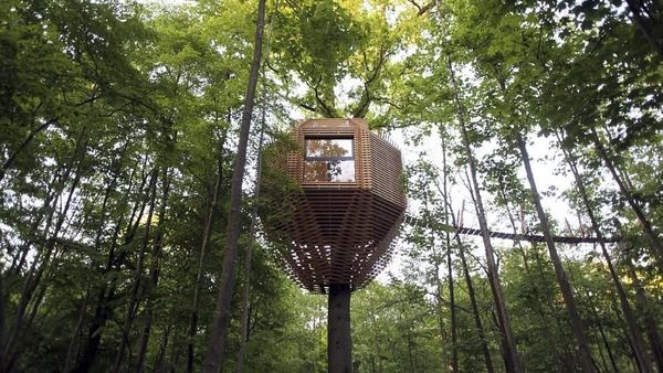 Foto: Rumah Pohon Keren di Tengah Hutan