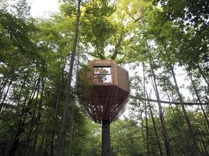 Foto: Rumah Pohon Keren di Tengah Hutan