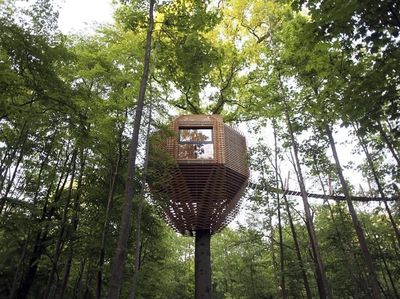 Foto: Rumah Pohon Keren di Tengah Hutan