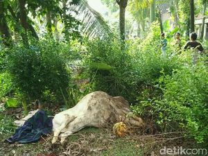 Enam Sapi Milik Warga Jember Diduga Keracunan, Satu mati