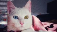 Gemas! Hewan Ini Idap Heterochromia, Punya Dua Warna Mata Berbeda