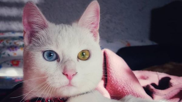 Gemas! Hewan Ini Idap Heterochromia, Punya Dua Warna Mata Berbeda