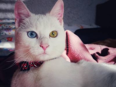 Gemas! Hewan Ini Idap Heterochromia, Punya Dua Warna Mata Berbeda