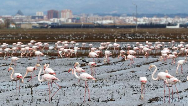 Potret Kawanan Flamingo Cari Makan di Spanyol