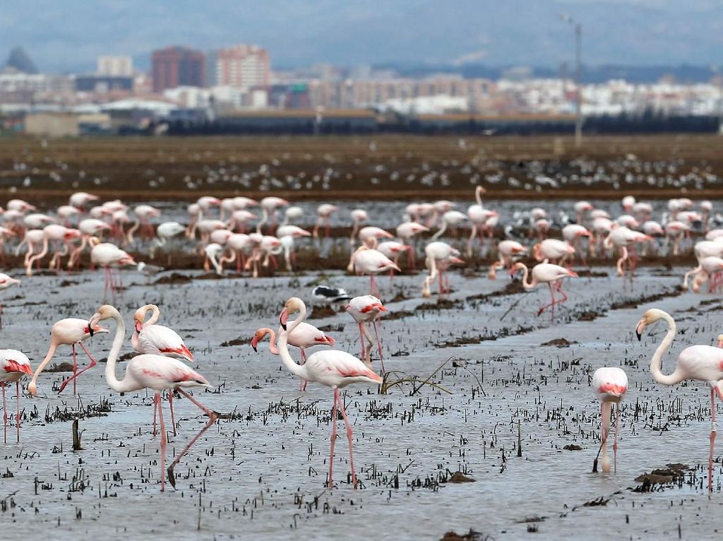 Potret Kawanan Flamingo Cari Makan di Spanyol