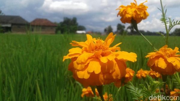 Foto: Cantiknya Tanaman Refugia, Senjata Alami Pengusir Hama