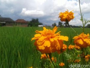 Foto: Cantiknya Tanaman Refugia, Senjata Alami Pengusir Hama Foto: Cantiknya Tanaman Refugia, Senjata Alami Pengusir Hama