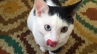 Gemas! Hewan Ini Idap Heterochromia, Punya Dua Warna Mata Berbeda (2)