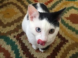 Gemas! Hewan Ini Idap Heterochromia, Punya Dua Warna Mata Berbeda (2)