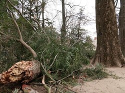 Pohon Berusia 227 Tahun yang Ditanam Presiden Pertama AS, Tumbang