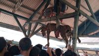 Foto: Menyedihkannya Harimau Sumatera yang Digantung Ramai-ramai