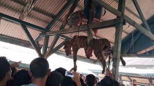 Foto: Menyedihkannya Harimau Sumatera yang Digantung Ramai-ramai