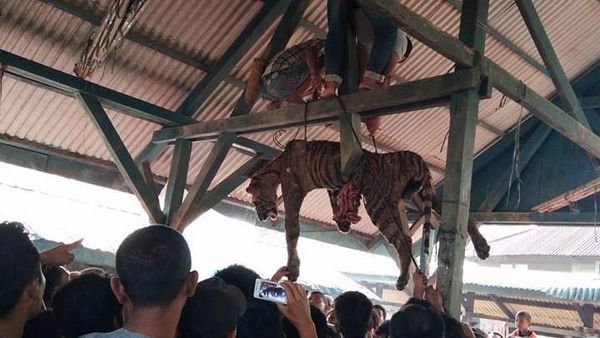Foto: Menyedihkannya Harimau Sumatera yang Digantung Ramai-ramai