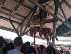 Usai Digantung, Harimau Sumatera Dikuliti Warga
