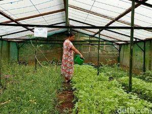Obat Herbal Made In Kampung Brenjonk Jadi Langganan Pejabat Obat Herbal Made In Kampung Brenjonk Jadi Langganan Pejabat