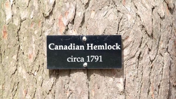 Foto: Pohon Tumbang yang Ditanam Presiden Pertama AS 227 Tahun Lalu