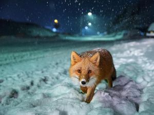 Karya Mengagumkan Finalis Sony World Photography Award 2018