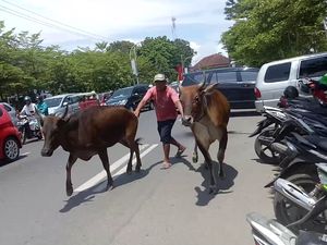 Hendak Dipotong, 2 Sapi Loncat dan Mengamuk di Jalanan Makassar