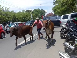 Hendak Dipotong, 2 Sapi Loncat dan Mengamuk di Jalanan Makassar