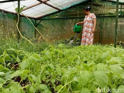 Berkah Kampung Brenjonk, Pendapatan Warga Naik Rp 800 Ribu/Bulan
