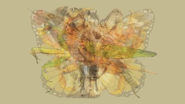 Hewan yang Pertama Kamu Lihat Akan Ungkap Kepribadianmu, Mau Coba?