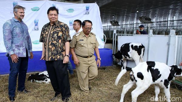 Menperin Resmikan Peternakan Sapi Perah Terbesar di Indonesia