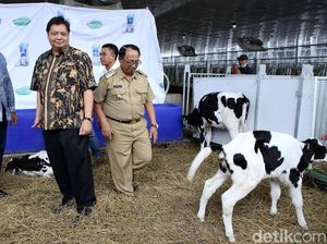 Menperin Resmikan Peternakan Sapi Perah Terbesar di Indonesia Menperin Resmikan Peternakan Sapi Perah Terbesar di Indonesia